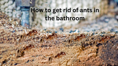 How to get rid of ants in the bathroom